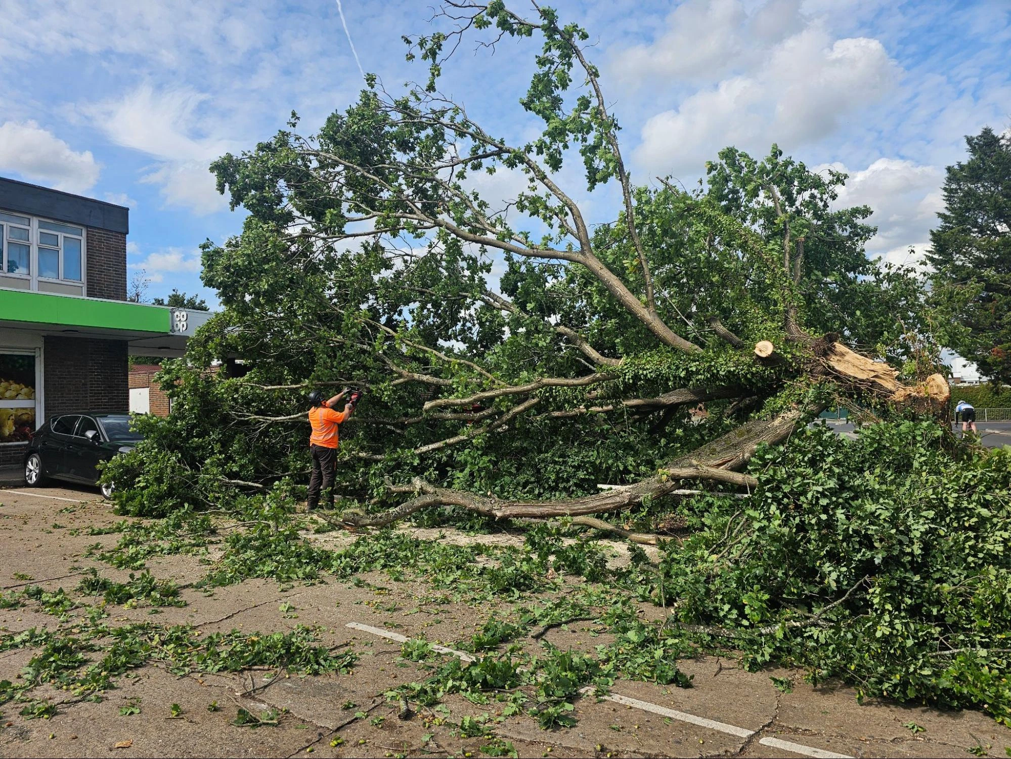 Tree Felling Walthamstow